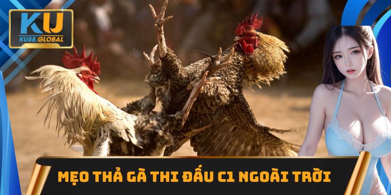 Gà chọi C1 Ku88 đẳng cấp, hấp dẫn nhất tại khu vực châu Á 2 Mẹo thả gà thi đấu C1 ngoài trời sáng