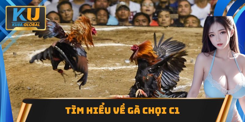 Gà chọi C1 Ku88 đẳng cấp, hấp dẫn nhất tại khu vực châu Á 1 Tìm hiểu về gà chọi C1